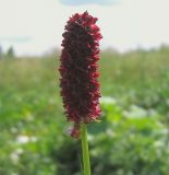 Sanguisorba officinalis