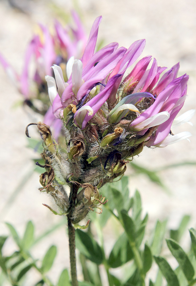 Изображение особи Astragalus ugamicus.