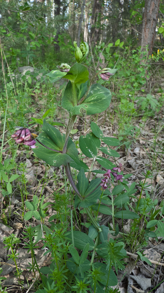 Изображение особи Lathyrus pisiformis.