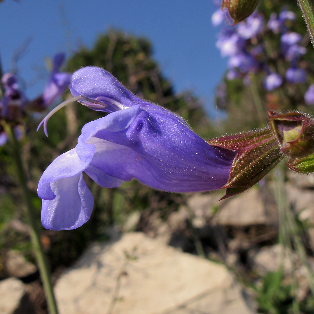 Image of Salvia ringens specimen.