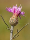 Centaurea majorovii