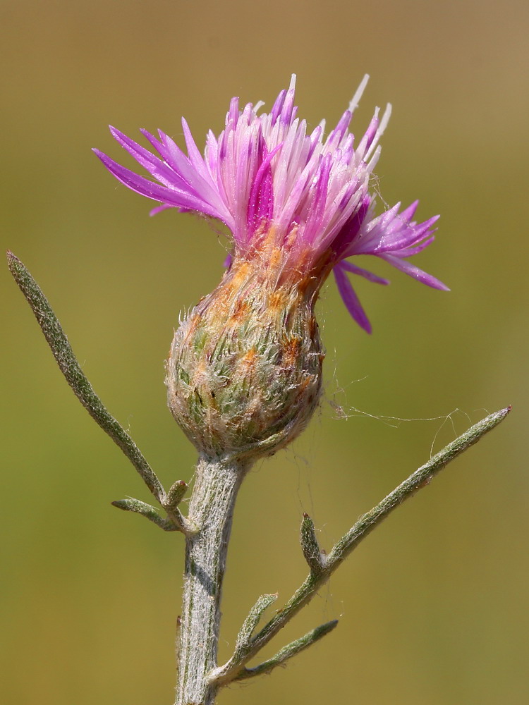 Изображение особи Centaurea majorovii.