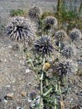 Echinops ritro