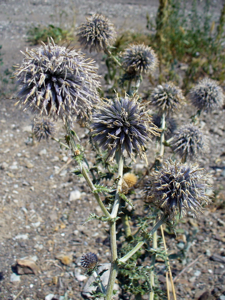 Изображение особи Echinops ritro.