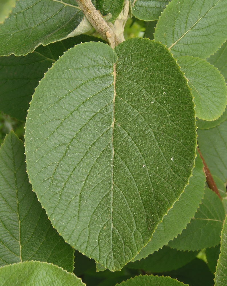 Image of Viburnum lantana specimen.