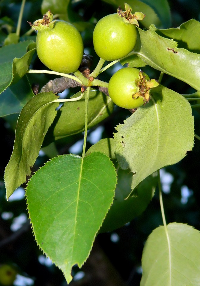 Image of Pyrus communis specimen.