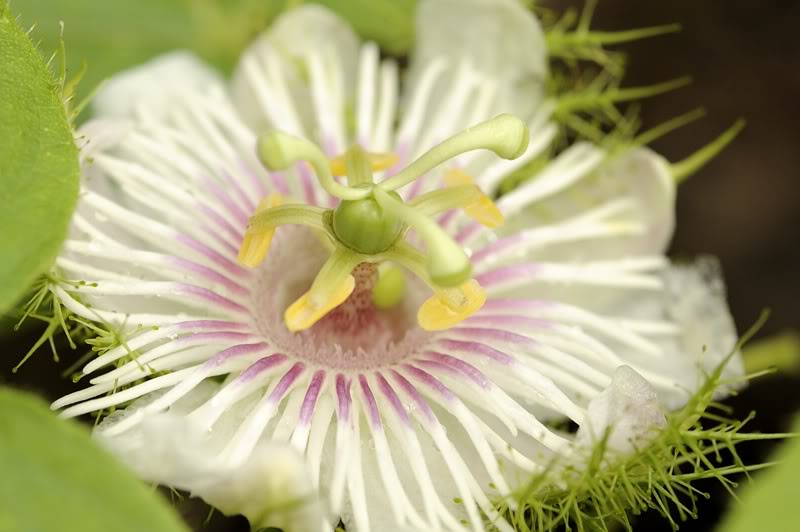 Image of Passiflora foetida specimen.