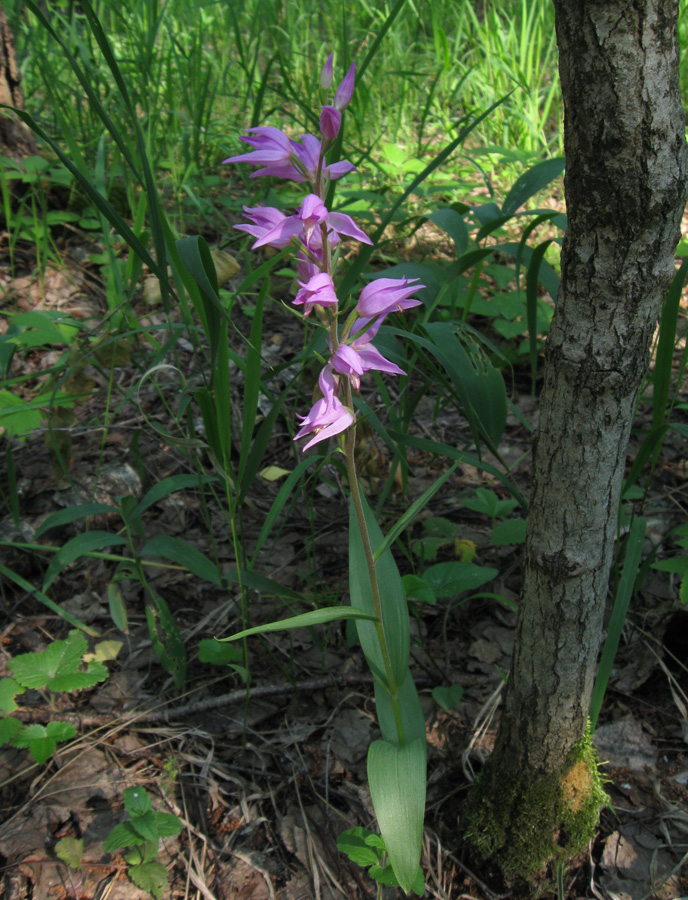 Изображение особи Cephalanthera rubra.