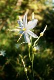 Anthericum ramosum