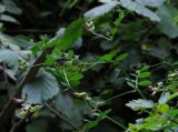 Vicia dumetorum