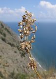 Silene chersonensis