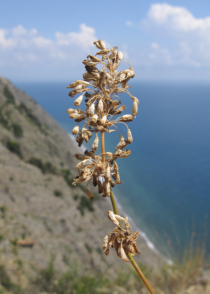 Изображение особи Silene chersonensis.