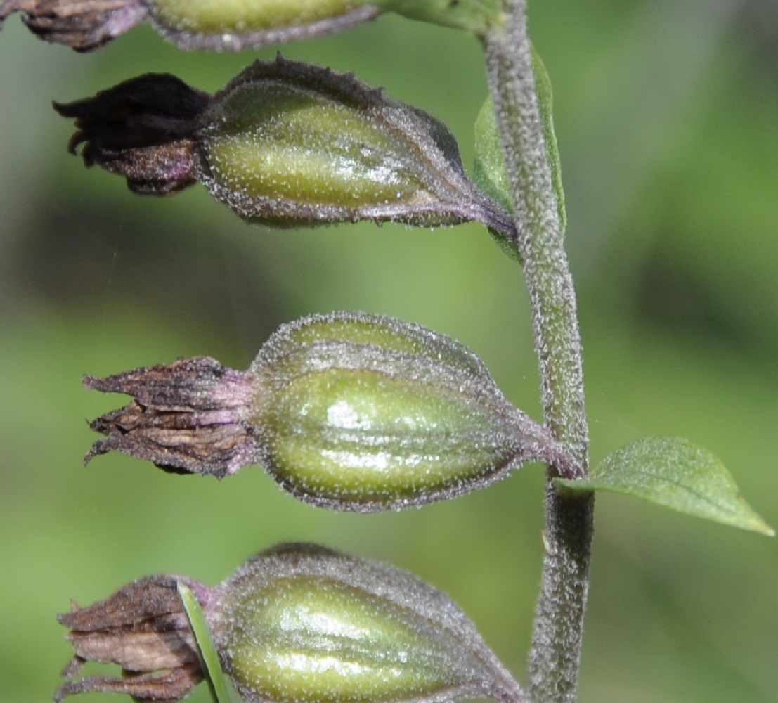 Image of Epipactis atrorubens specimen.