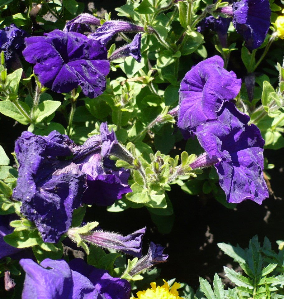 Image of Petunia × atkinsiana specimen.