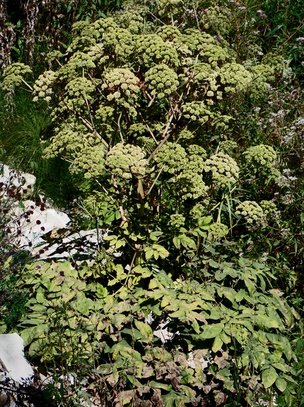 Image of Angelica pachyptera specimen.