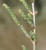 Sarcocornia fruticosa. Часть веточки. Греция, Халкидики, окр. с. Неа Потидеа Νέα Ποτίδαια), берег периодически пересыхающей приморской заболоченной низины. 24.09.2014.