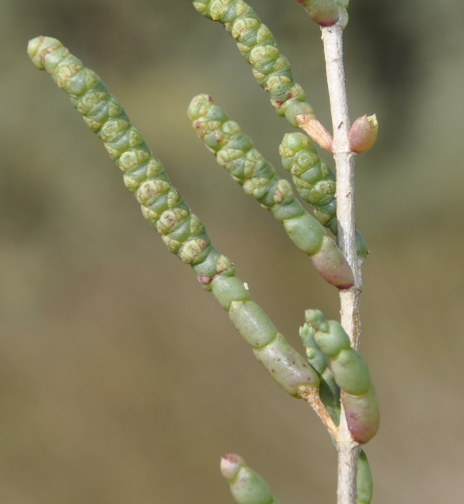 Image of Sarcocornia fruticosa specimen.