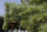 Pinus strobus