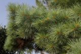 Pinus strobus. Верхушки побегов ('Nana'). Германия, г. Дюссельдорф, Ботанический сад университета. 05.09.2014.