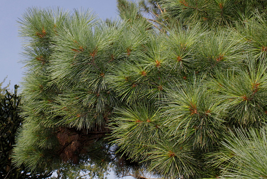 Изображение особи Pinus strobus.