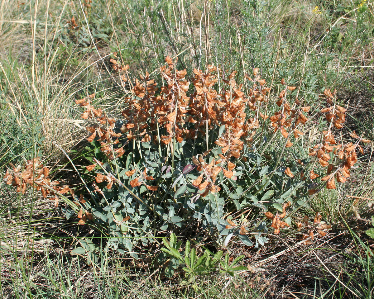 Image of Hedysarum splendens specimen.