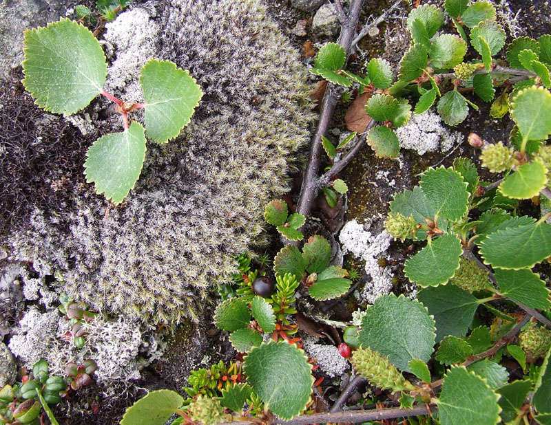 Image of genus Betula specimen.