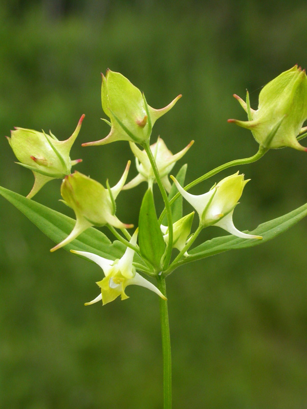 Изображение особи Halenia corniculata.