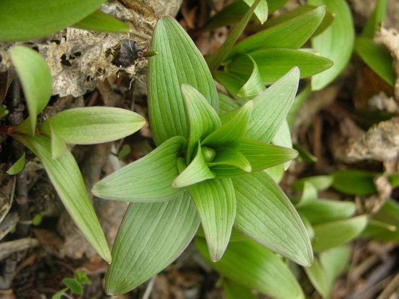 Изображение особи Fritillaria camschatcensis.