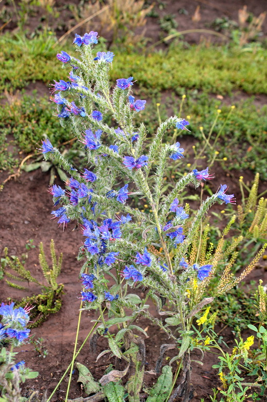 Image of Echium vulgare specimen.