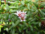 Loiseleuria procumbens