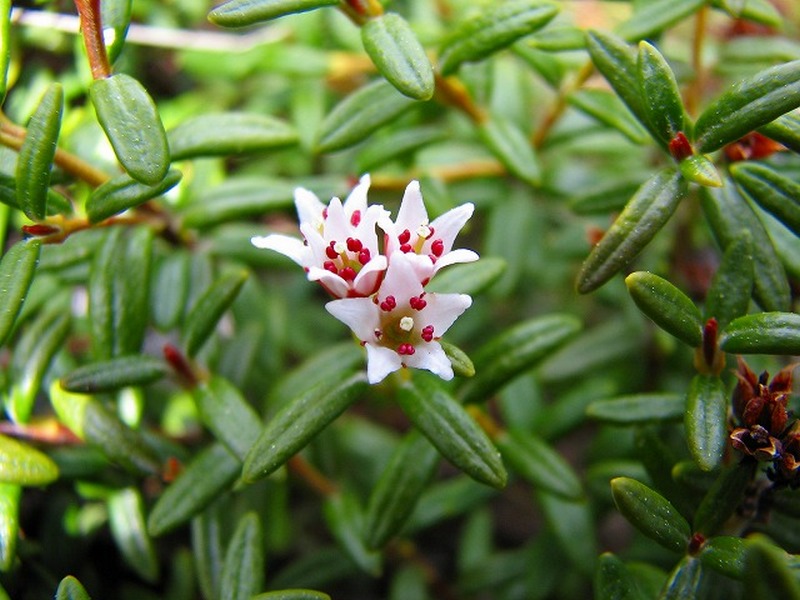 Изображение особи Loiseleuria procumbens.