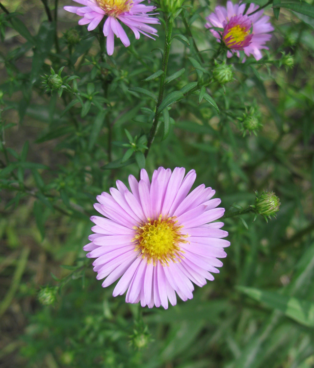 Image of Symphyotrichum &times; versicolor specimen.