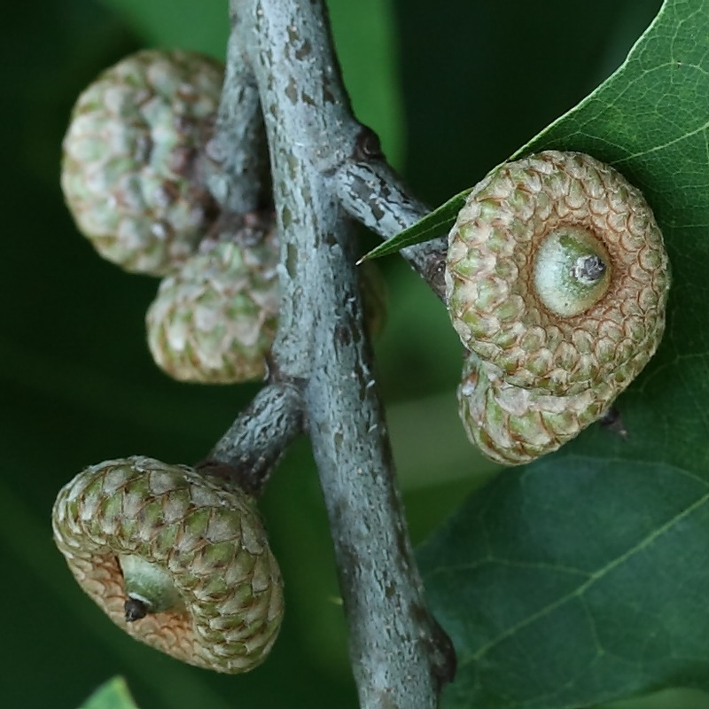 Изображение особи Quercus rubra.