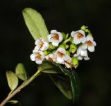 Vaccinium vitis-idaea. Верхушка побега с соцветием. Московская обл., Раменский р-н, окрестности д. Хрипань, просека под ЛЭП. 16.06.2009.