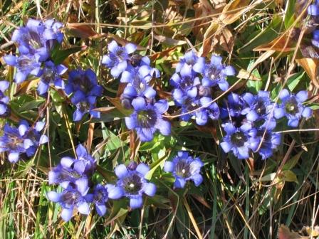 Image of Gentiana septemfida specimen.