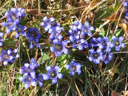 Изображение особи Gentiana septemfida.