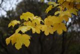 Acer pseudoplatanus. Ветвь с листьями в осенней окраске. Санкт-Петербург, 25.10.2009.