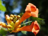 Campsis radicans. Цветки и бутоны. Кыргызстан. г. Бишкек, ул. Панфилова. 01.07.2015.