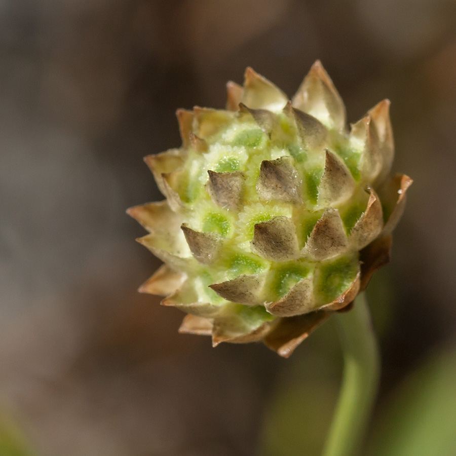 Изображение особи Cephalaria leucantha.