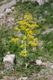 Ferula samarkandica. Цветущее растение. Южный Казахстан, горы Алатау (Даубаба), Западное ущелье. 15.05.2014.