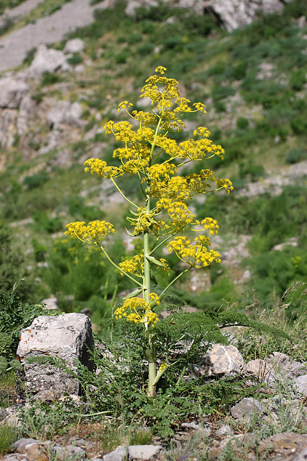 Изображение особи Ferula samarkandica.