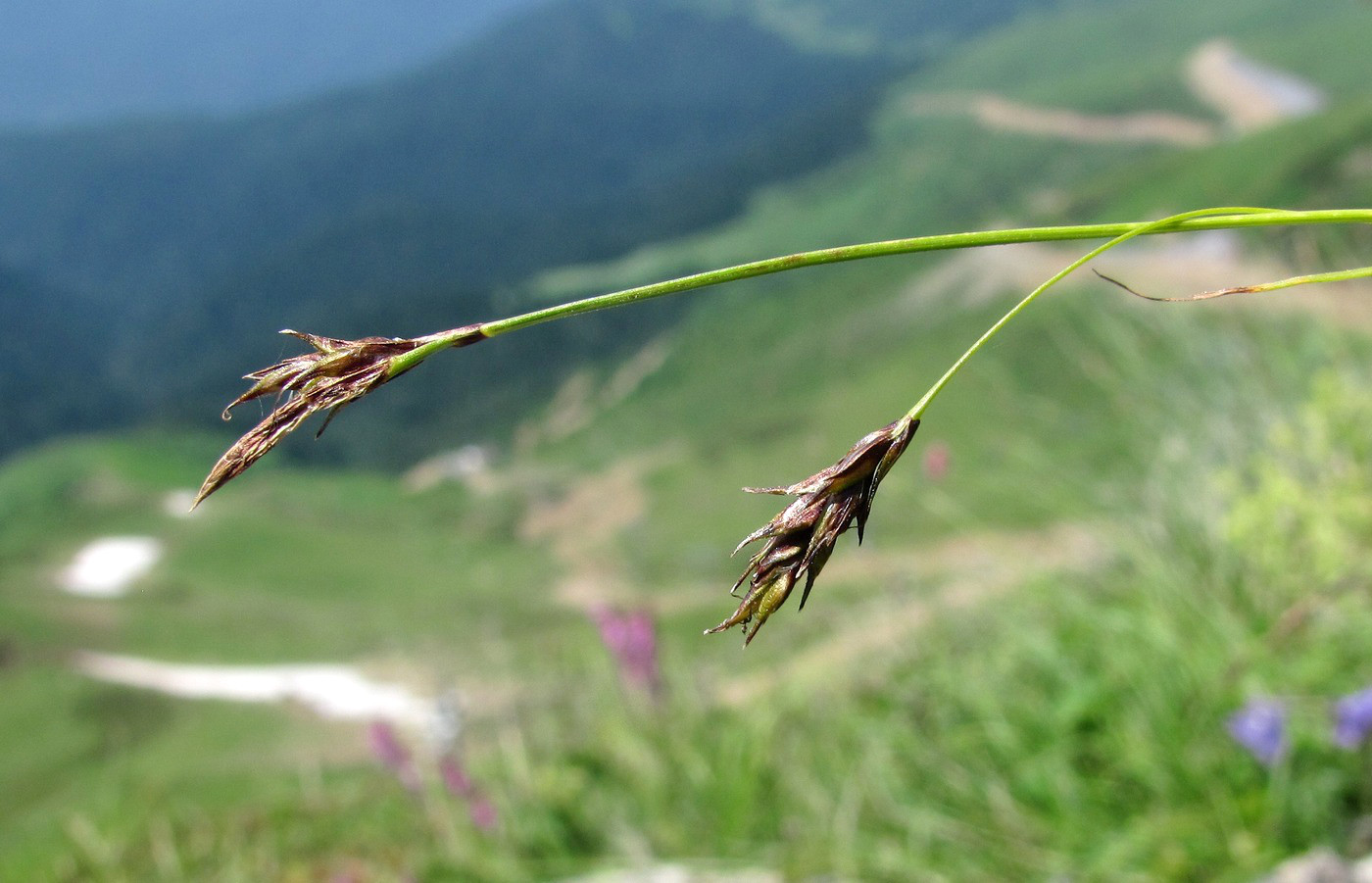 Изображение особи Carex tristis.