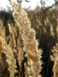 Calamagrostis epigeios. Соплодие. Украина, Черкасская обл., Каневский р-н, региональный ландшафтный парк \"Трахтемиров\". 29 августа 2009 г.
