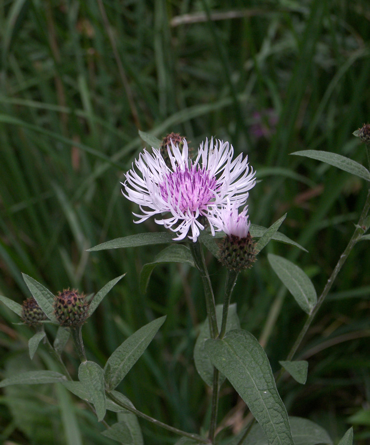 Image of Centaurea salicifolia specimen.