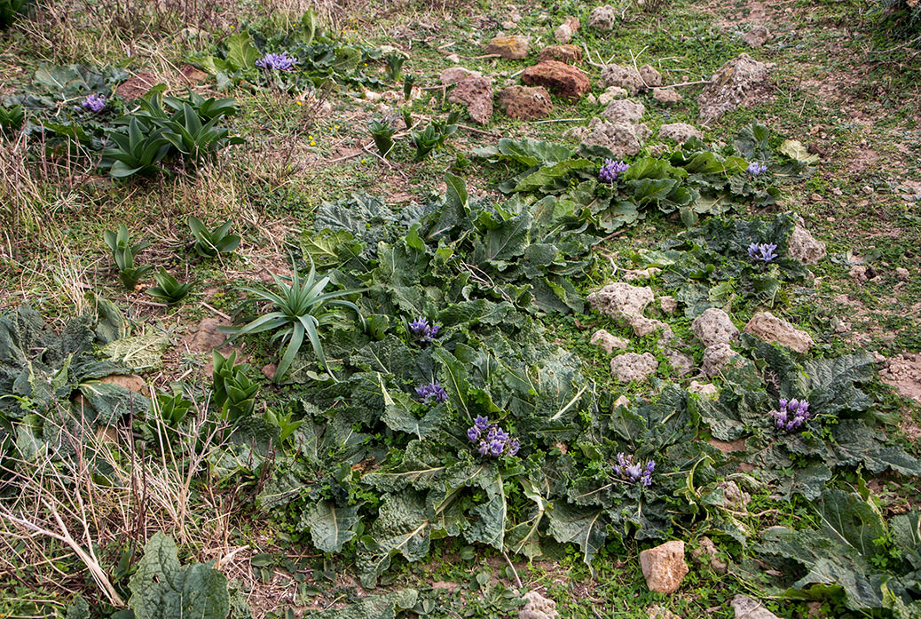 Image of Mandragora autumnalis specimen.