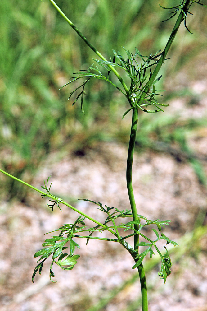 Image of Bunium intermedium specimen.