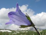 Campanula biebersteiniana