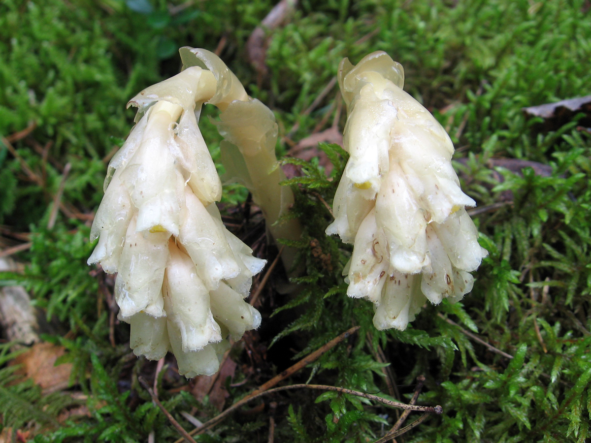 Image of Hypopitys monotropa specimen.