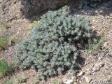 Astragalus arnacantha