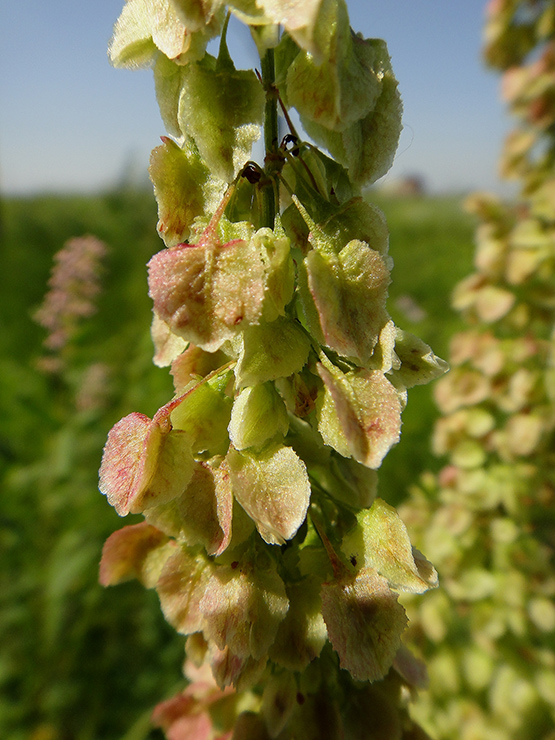 Image of Rumex aquaticus specimen.